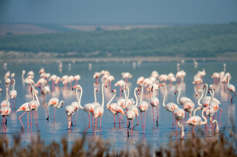 flamingos-in-lagoon-stone-fountain