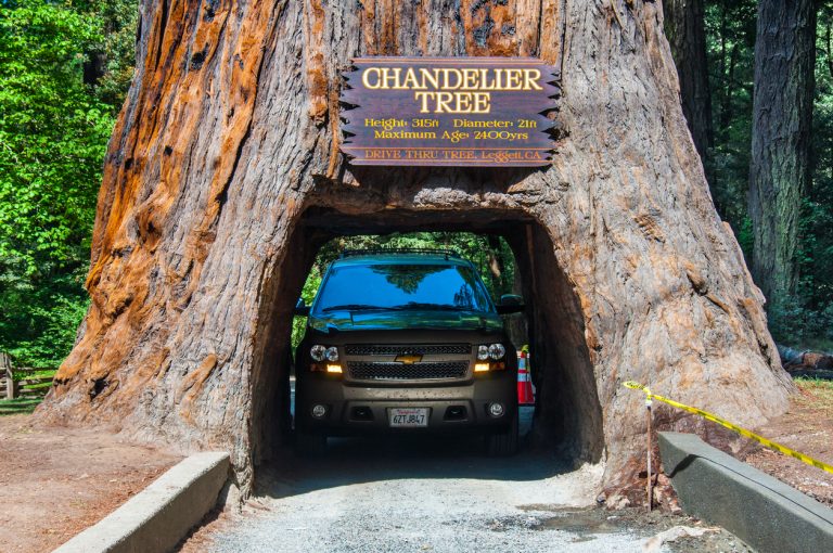 drive-through-tree-in-california