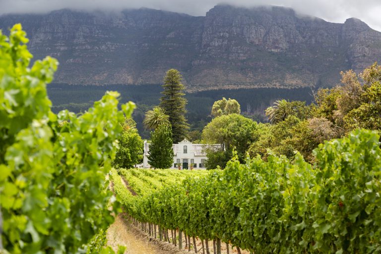 picturesque-vineyard-landscape-in-the-constantia-wine-region-in-the-western-cape-of-south-africa-with-cape-dutch-style-building-and-dramatic-mountain-ranges-in-the-background