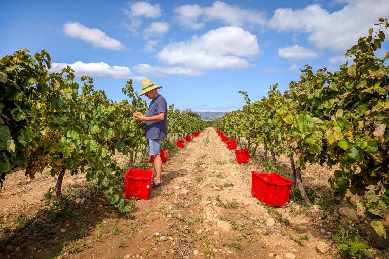winemaker-wearing-straw-hat-inspecting-ripe-grape-cluster-during-harvest-at-penedes-vineyard-catalonia-with-clear-azure-sky-overhead