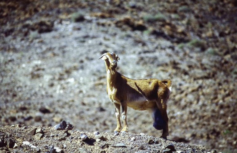 scenic-views-of-fuerteventura-island-with-volcanic-landscapes-and-coastal-atmosphere