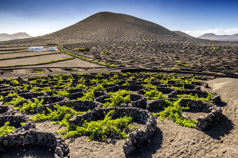 lanzarote-vine-vineyard-la-geria-wall