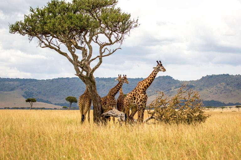 giraffe-on-savannah