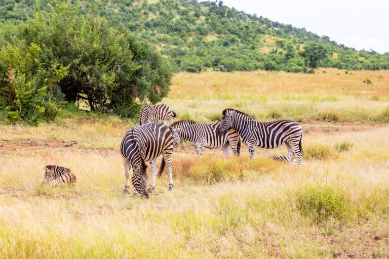 safari-in-kruger-national-park-south-africa