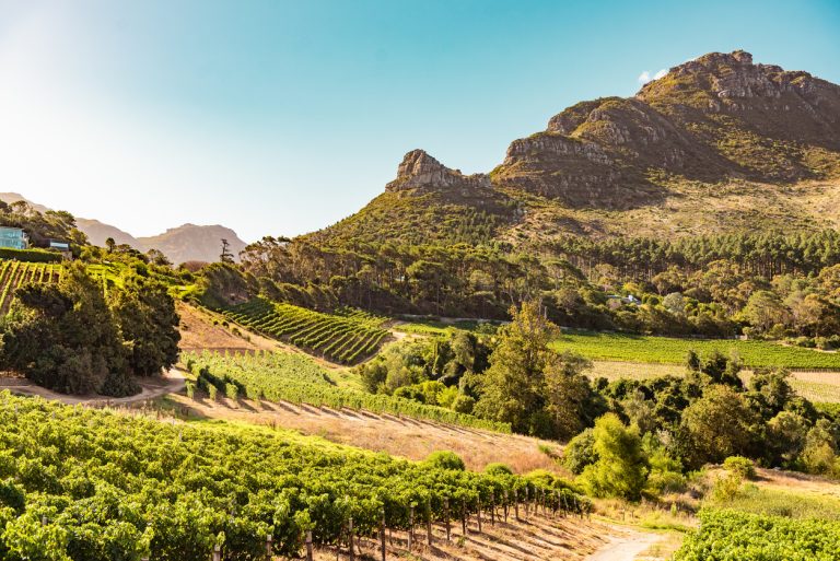 vineyards-in-constantia-near-cape-town-south-africa