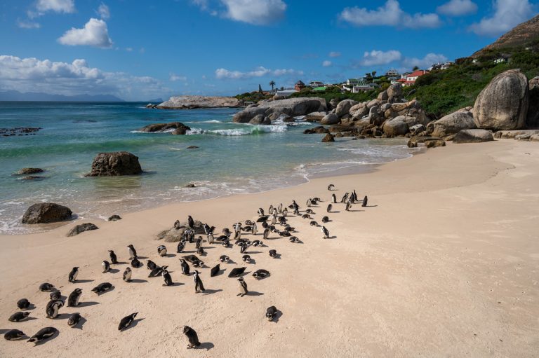 a-colony-of-african-penguins-sunbathing-at-boulder-beach-foxy-beach-table-mountain-national-park-western-cape-south-africa-africa