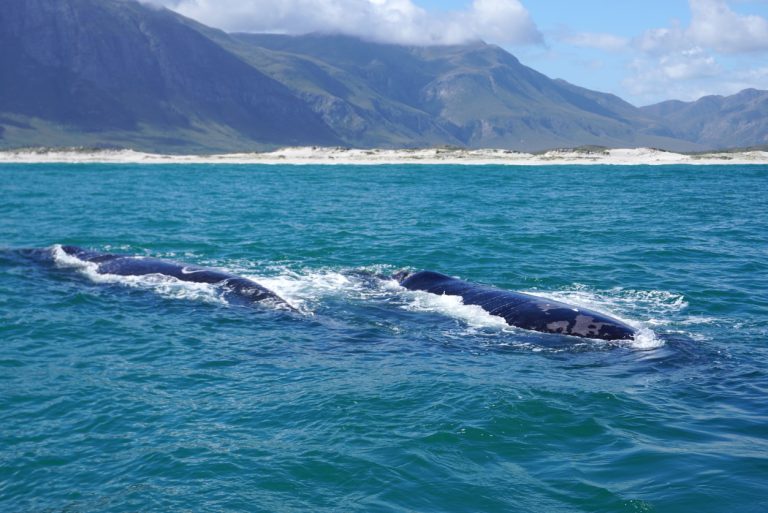 whale-in-the-ocean-with-mountain-background-in-cape-town