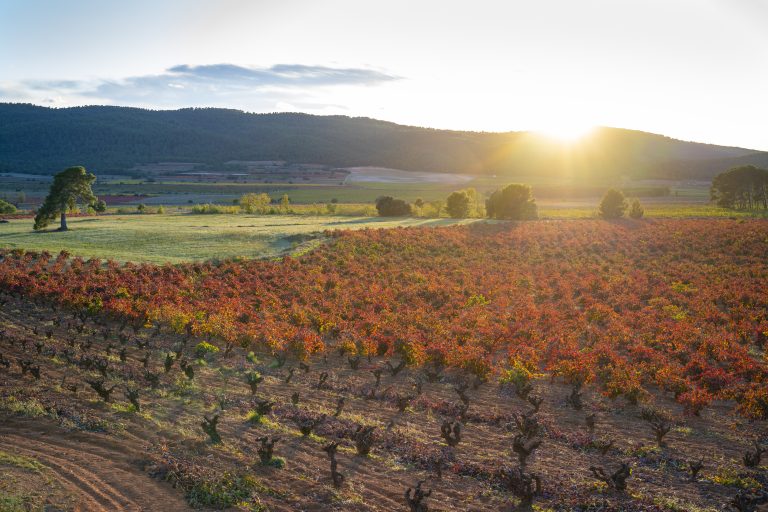 vineyard-vines-sunset-in-spain-in-autumn