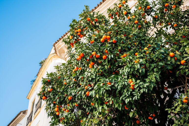 cordoba-street-orange-tree-by-white-walls-and-wrought-iron-balconies